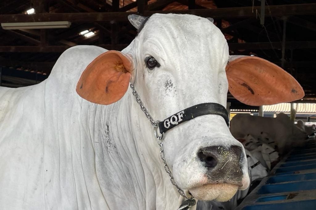 Brasil faz a maior feira de zebu do mundo e deve movimentar R 350 milhões