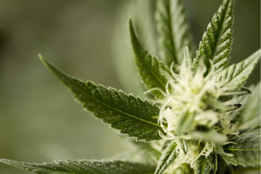 Maconha 