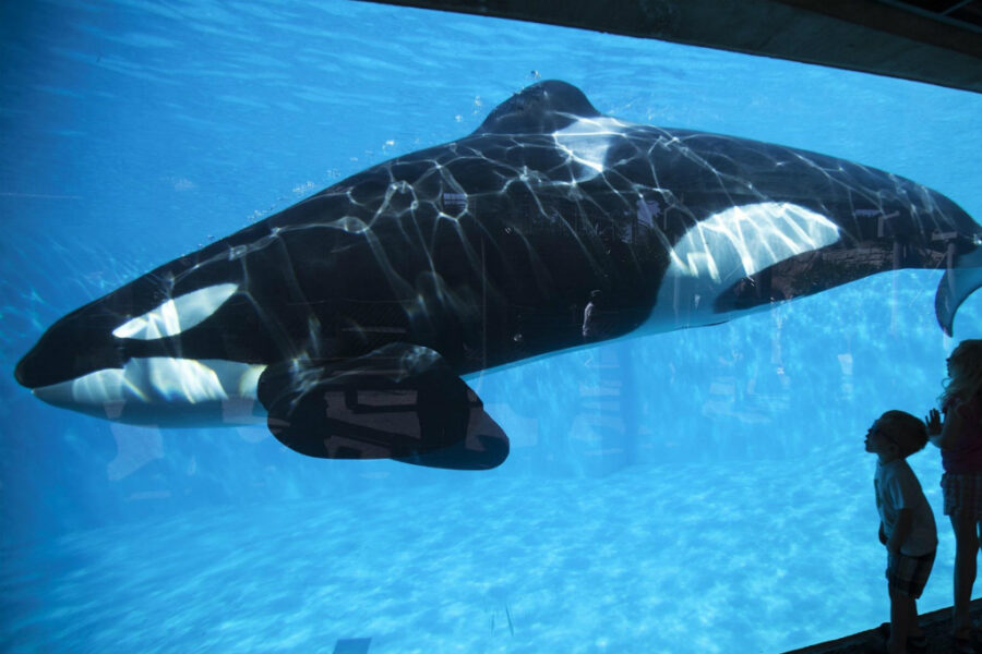 seaworld - rep