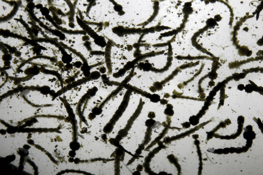 Larvas do mosquito Aedes aegypti, transmissor do zika vírus, em laboratório na Costa Rica (REUTERS/Juan Carlos Ulate)