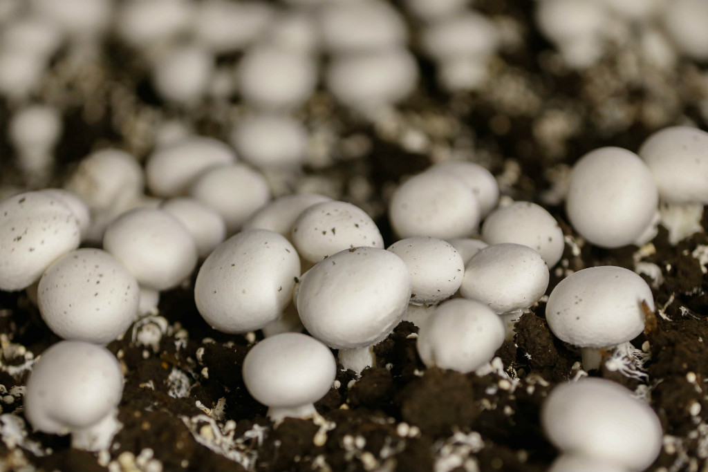 Componente de cogumelos pode ser um tratamento eficaz para pacientes com depressão (REUTERS/Mark Blinch)