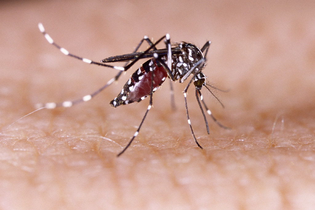 Mosquito Aedes aegypti, transmissor do vírus (iStock)