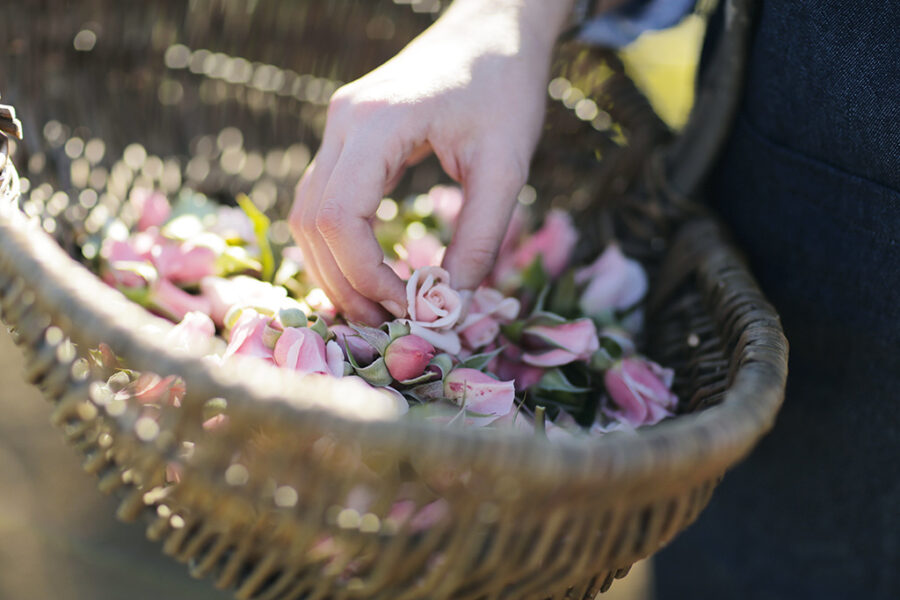 Rose de Granville, cultivada no Vale do Loire, França (Divulgação)