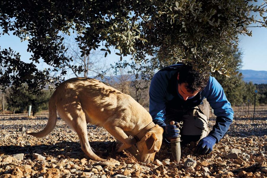 Cães farejadores participam da caça ao tartufo bianco (Getty Images)