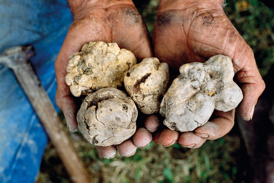 Tartufo bianco é especial e difícil de ser encontrado (Getty Images)