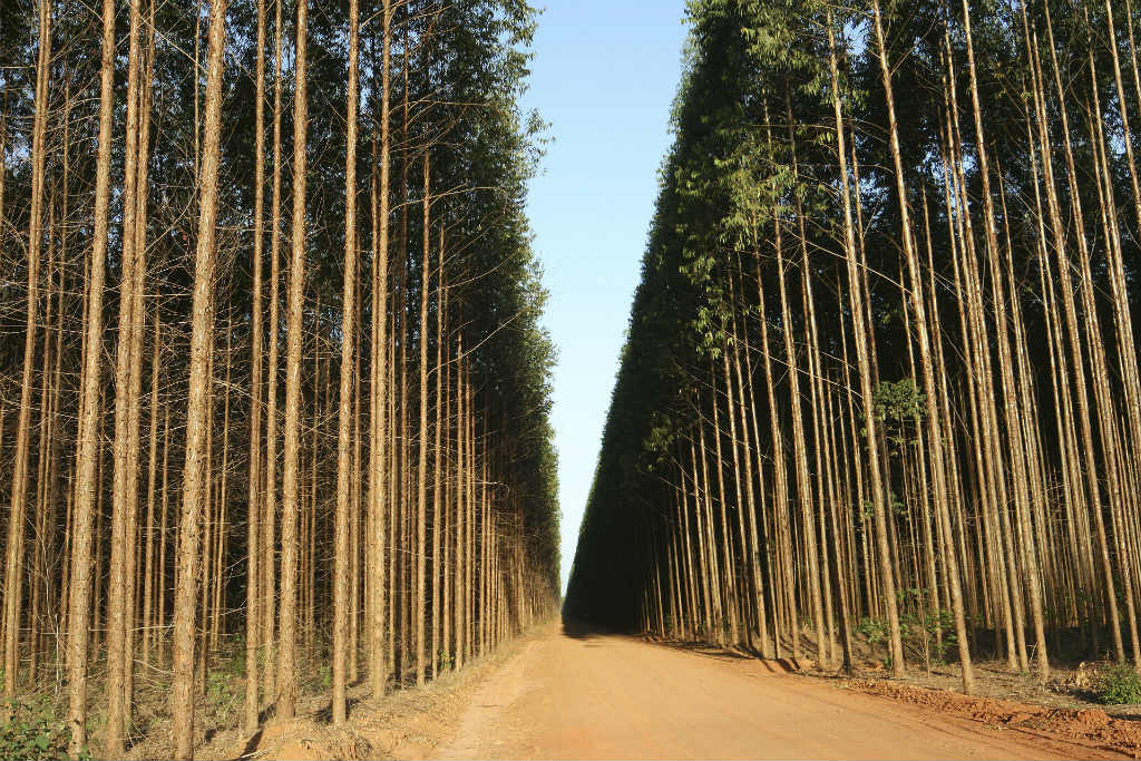 Duratex vende floresta de eucalipto em SP para Fibria por R$ 74,8 milhões (iStock)