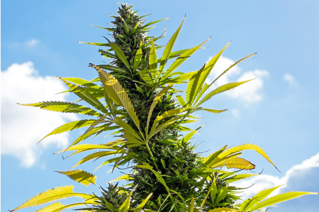 Empresas de cannabis medicinal como a ShowGrow utilizam novas ferramentas para gerenciar as plantações  