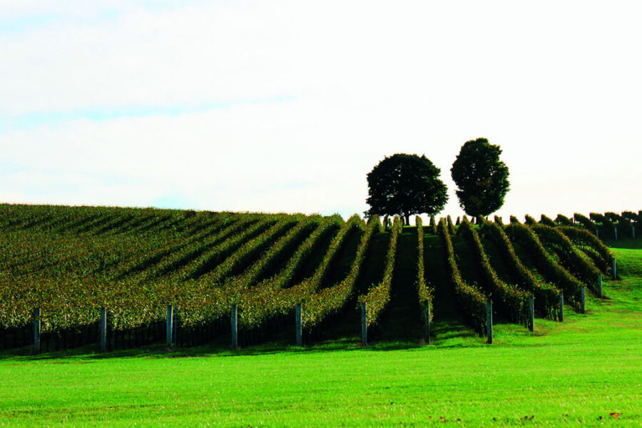 TRUMP WINERY