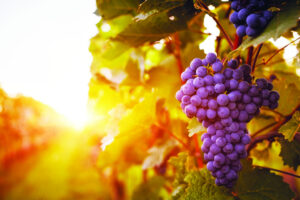 iStock