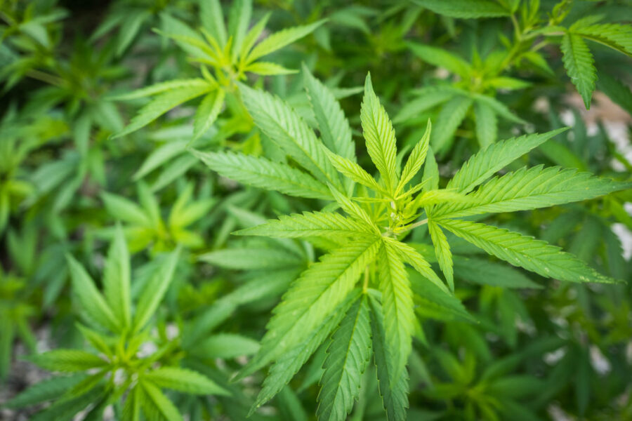 Como ganhar US$ 40 mil por ano com a venda de maconha