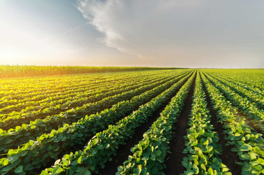 IHARA apresenta soluções inovadoras para a cultura de soja no Dia de Campo  C.Vale 2021 - Portal do Agronegócio