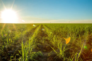 iStock