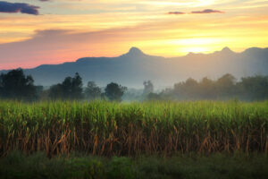 iStock