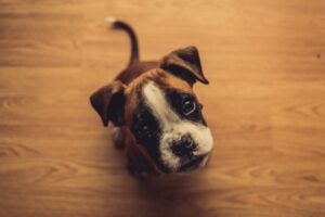 O que são os leilões de cachorros