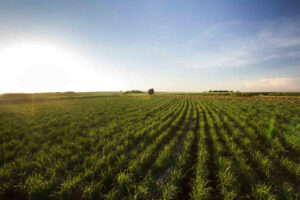 iStock