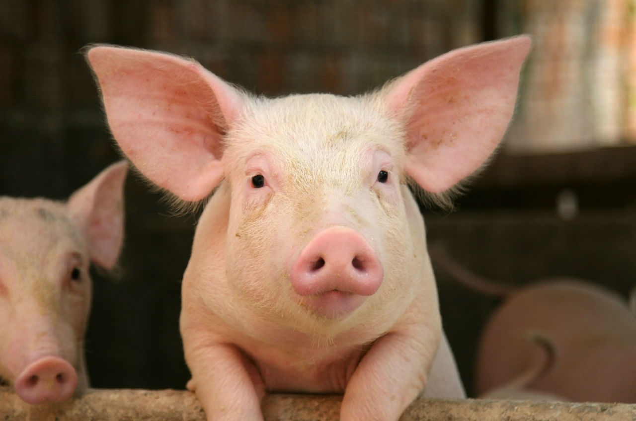 Bem-estar animal melhora produção de suínos - Forbes Brasil