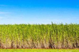 iStock