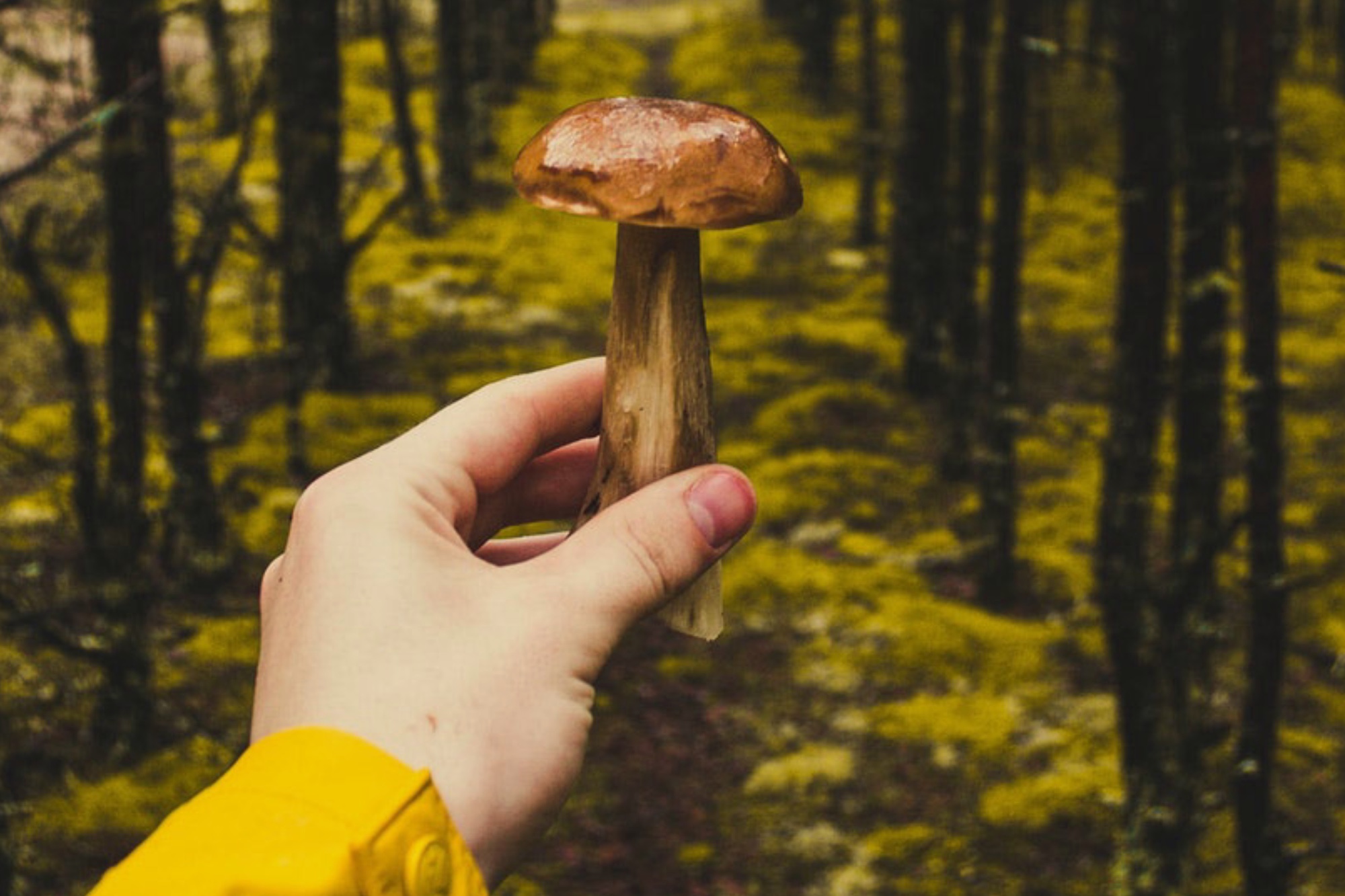 Four Sigmatic: o poder de cura dos cogumelos