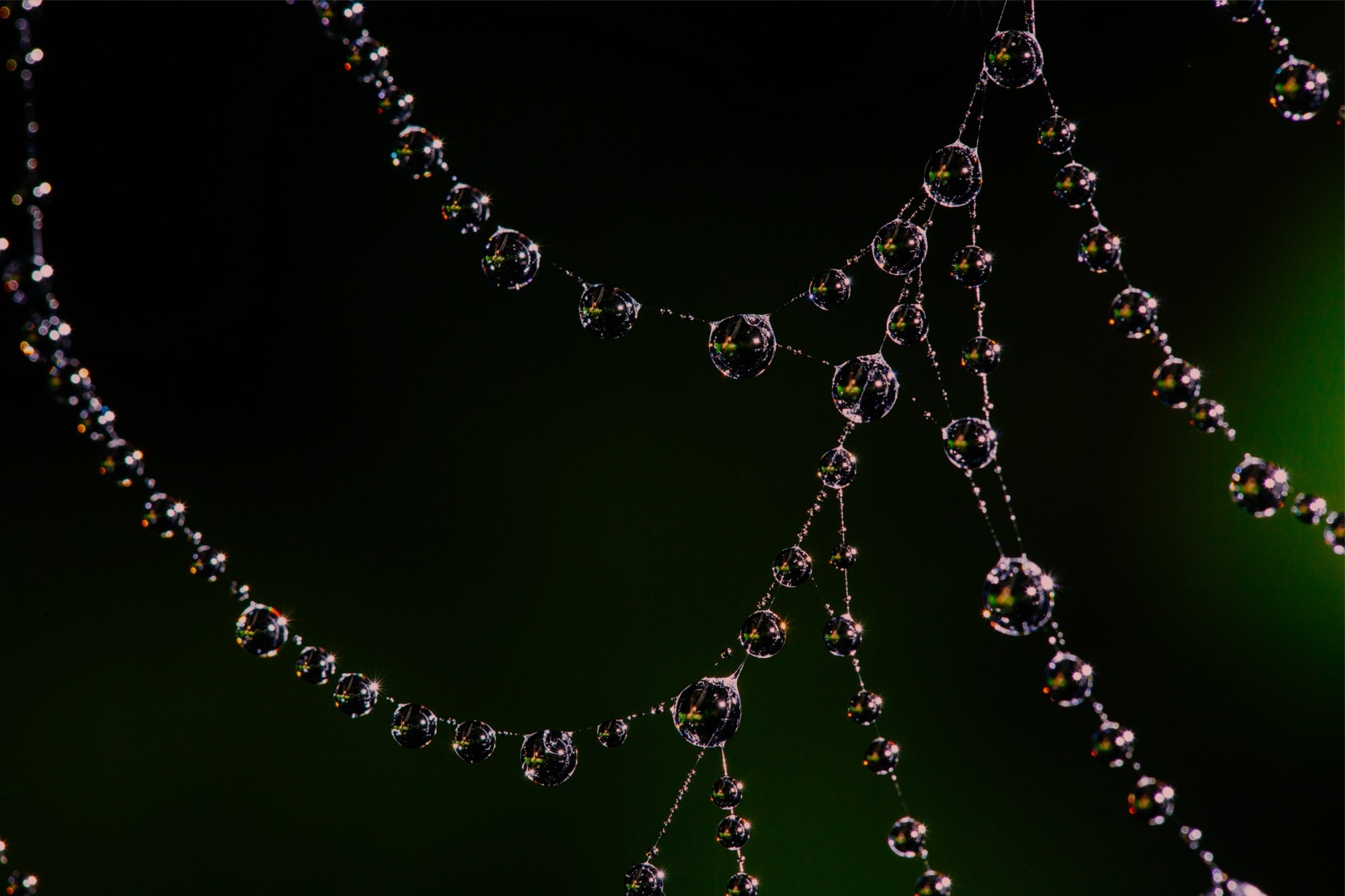 Startup cria tecido a partir da seda de aranhas sintéticas