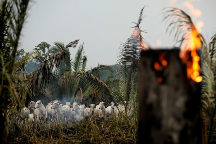Queimadas/BrunoKelly_ReutersConnect