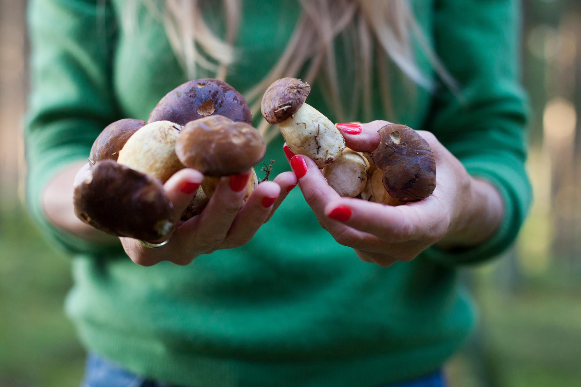 🍄 Cogumelos e Fungos Incríveis 