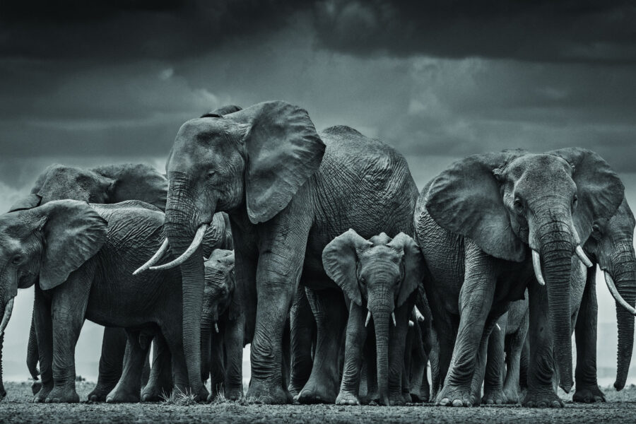 David Yarrow
