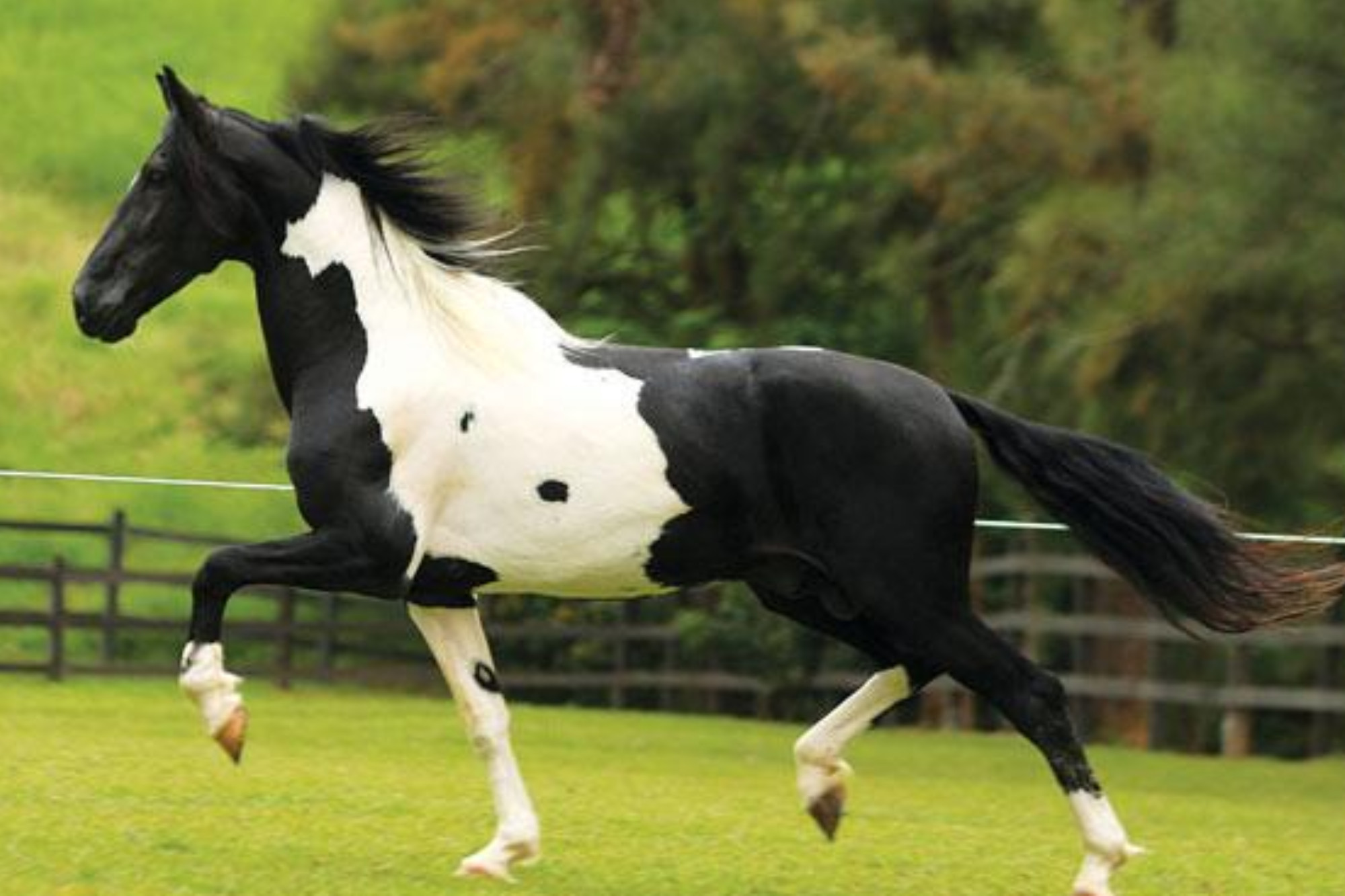 Cavalo: características, raças, importância - Brasil Escola