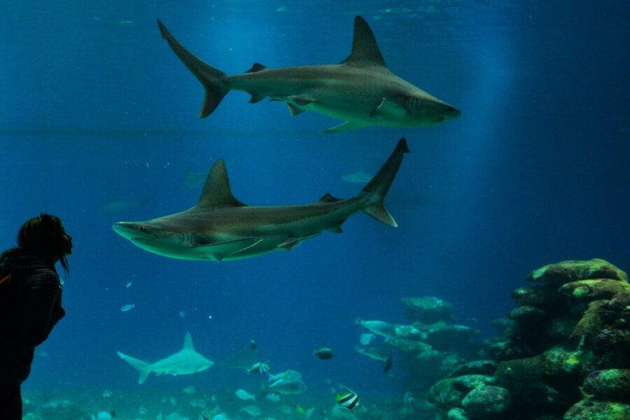 urPhoto- Colaborador/ Getty Images