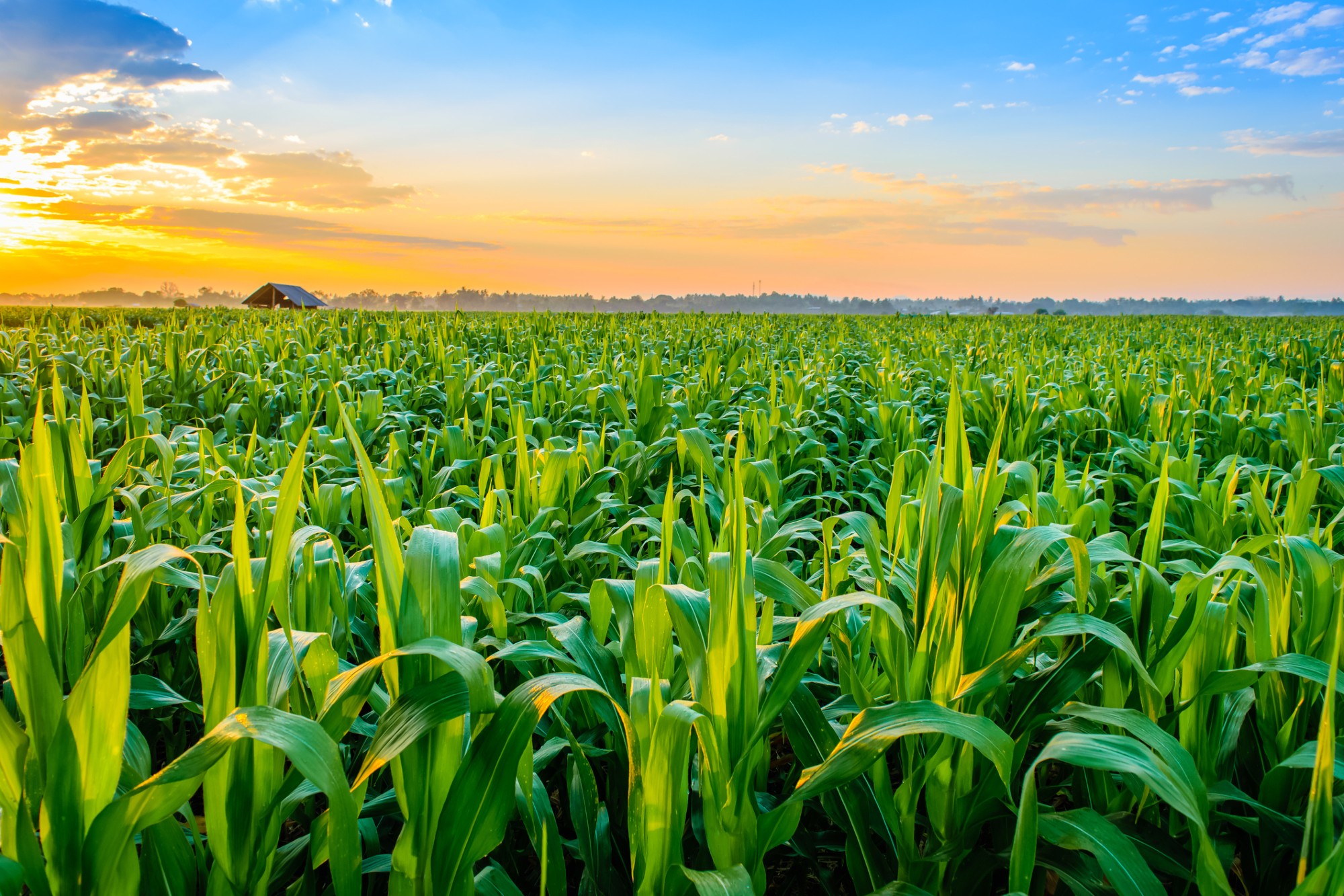 Cinco mentiras que contaram para você sobre o agronegócio - DefesaNet