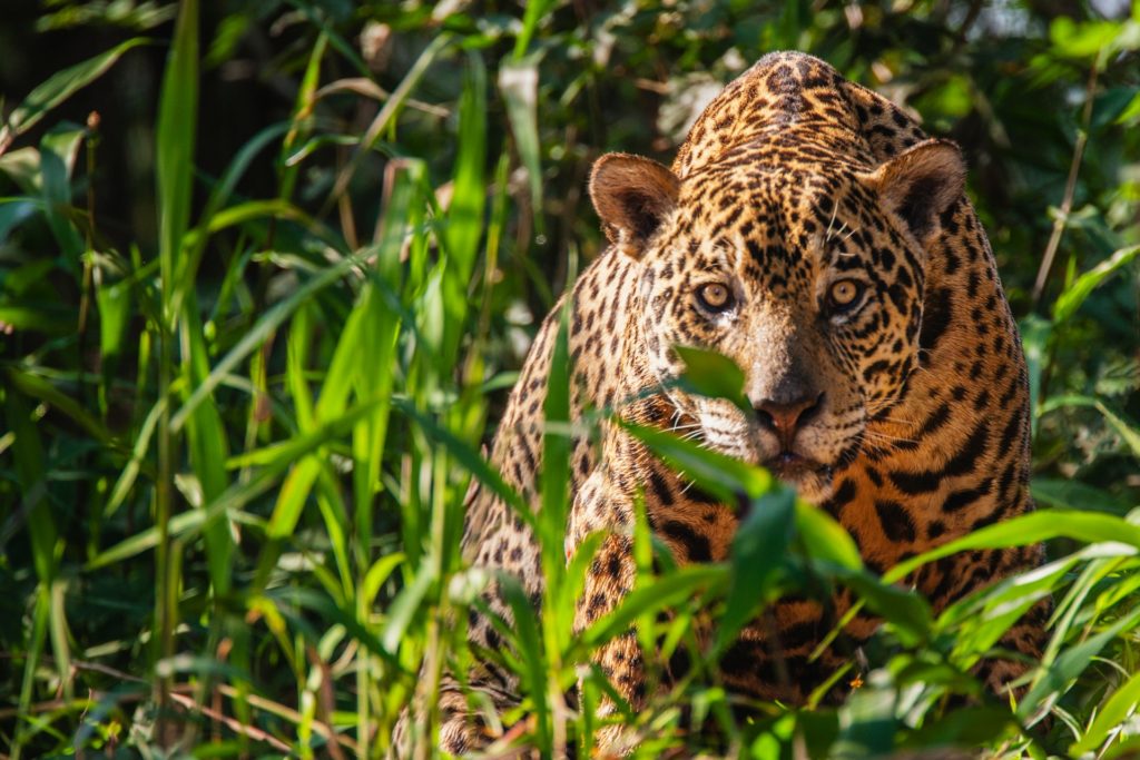 Animais silvestres nas fazendas também fazem parte da proteção ambiental