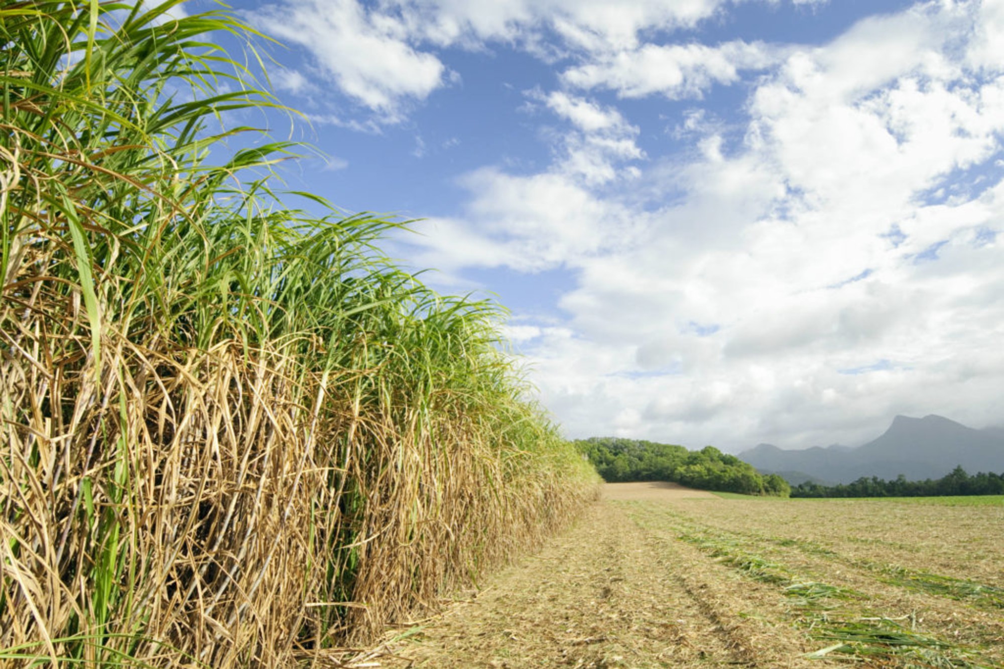 Сахарный тростник в австралии. Гавайи сахарный тростник. Сахарный тростник в Бразилии. Куба сахарный тростник плантации. Австралия сельское хозяйство сахарный тростник.
