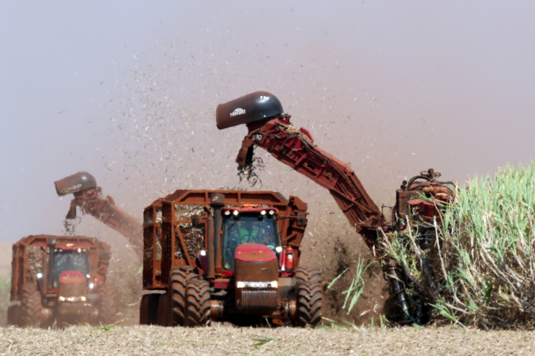 Colheitadeiras de cana depositam produto em caminhões em uma plantação de cana