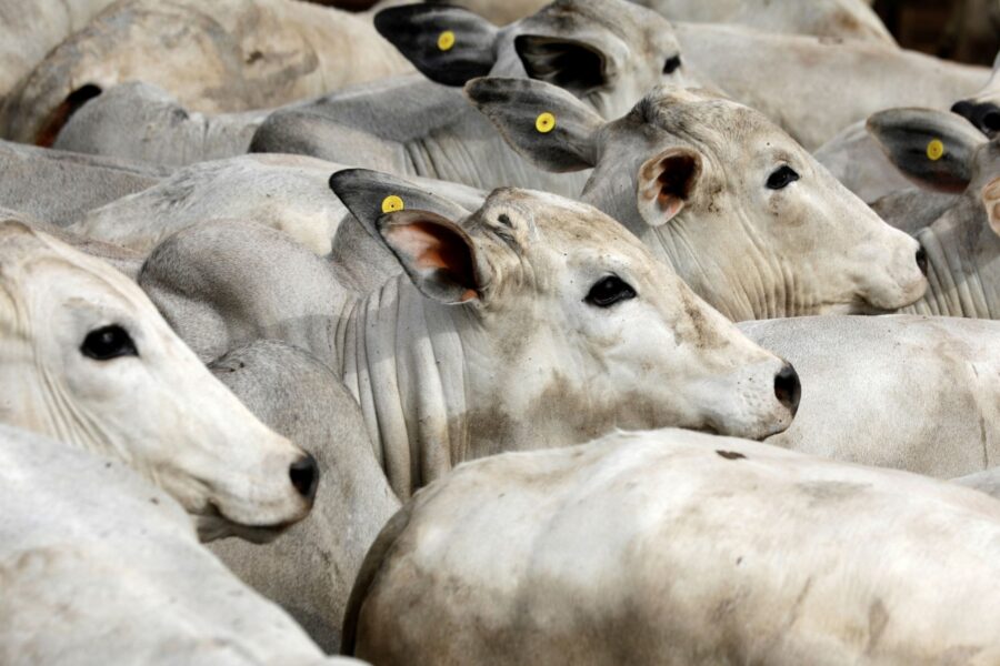 Paulo Whitaker/Reuters