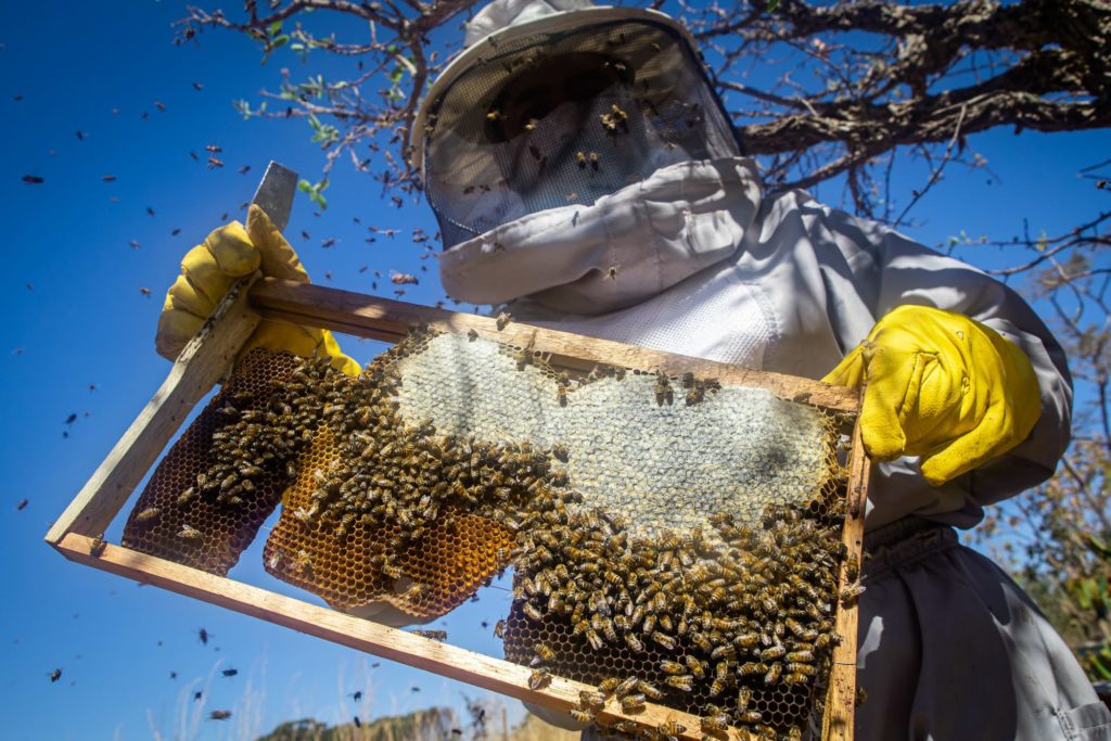 Abelhas em risco devido à seca e produtores de mel com quebras