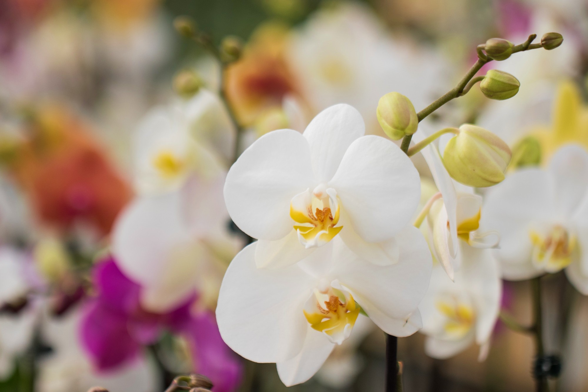 Conheça 10 flores coloridas e fedorentas; uma delas é do Brasil