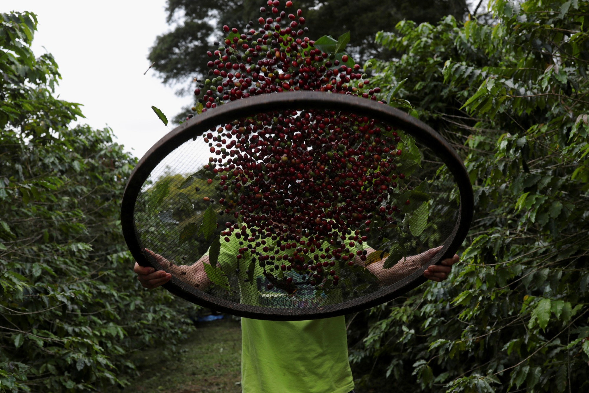 Estados produtores de café conilon já iniciam a colheita do grão