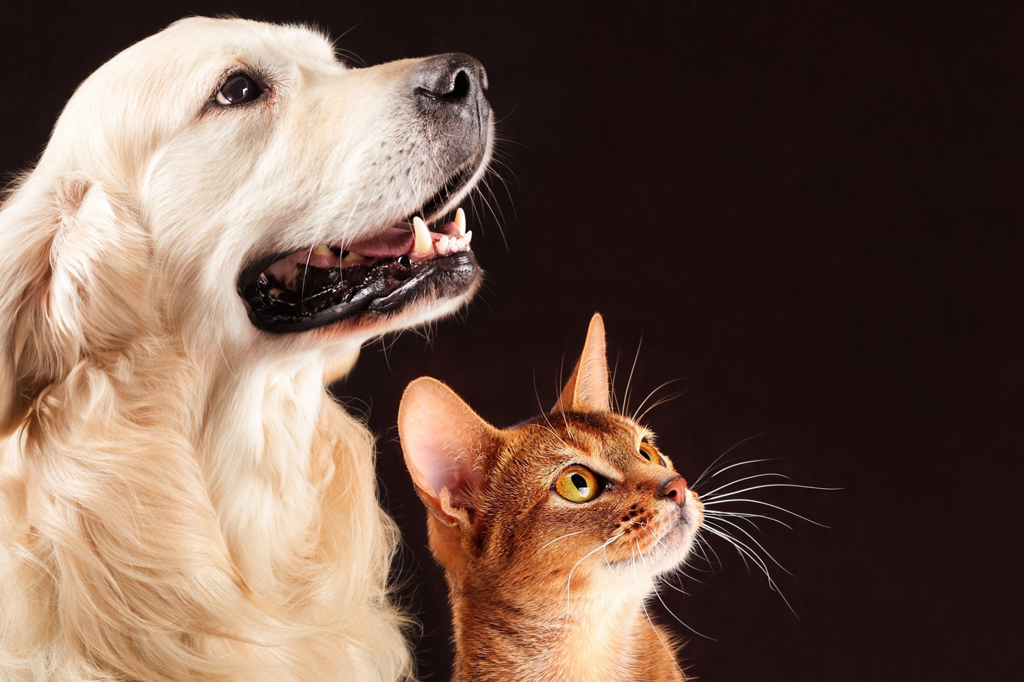 Pets, cuidar dos seus bichinhos nunca foi tão divertido