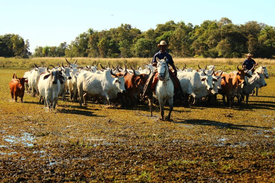 Embrapa/Agência