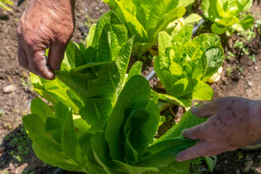 ifruti-verdura-1Javier Zayas Photography/Gettyimages