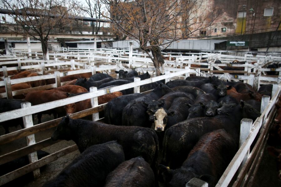 REUTERS/Agustin Marcarian