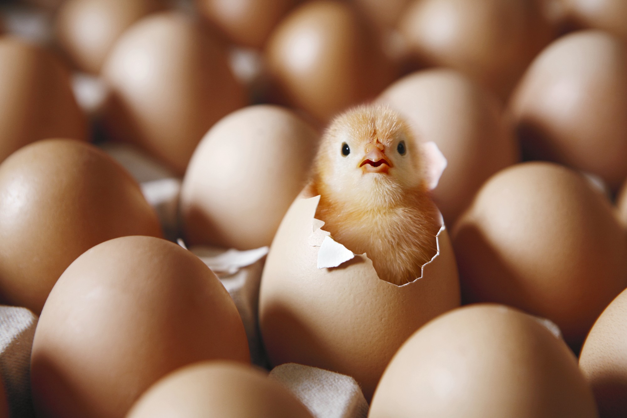 Ovo de 'galinha feliz'? Conheça os diferentes tipos de ovos - Economia -  Estado de Minas