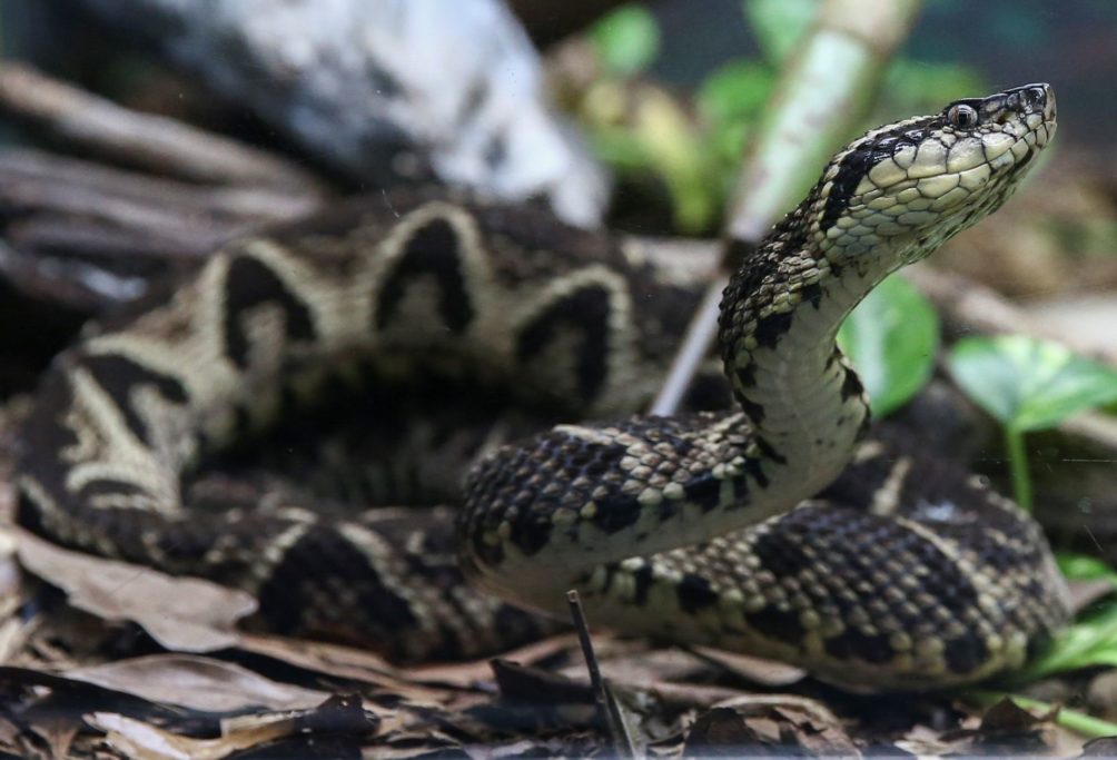 O veneno de cobras na produção de medicamentos, Notícias