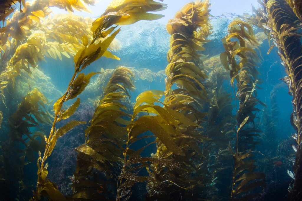 Poderão as algas marinhas conter a chave para a fonte da juventude? – Green  Savers