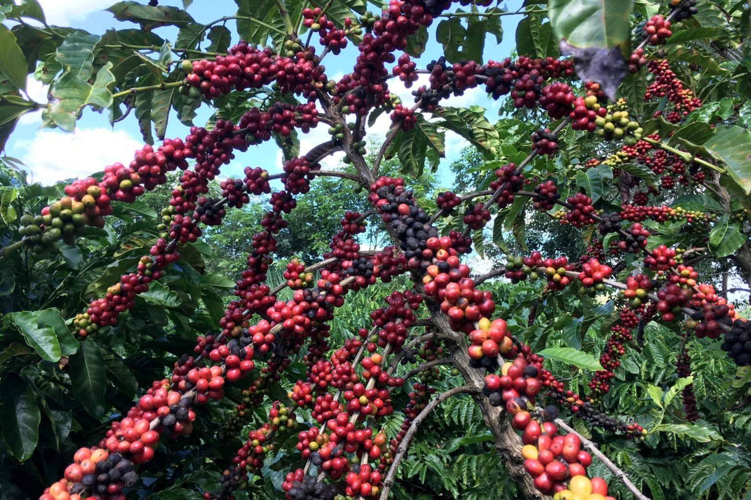 Preço do café robusta dispara com aumento no blend da indústria e fluxo  lento- Forbes