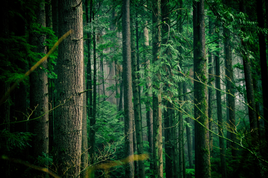 Jachan De Vol/Unsplash