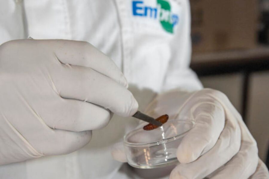Fabiano Marques Dourado Bastos/Embrapa