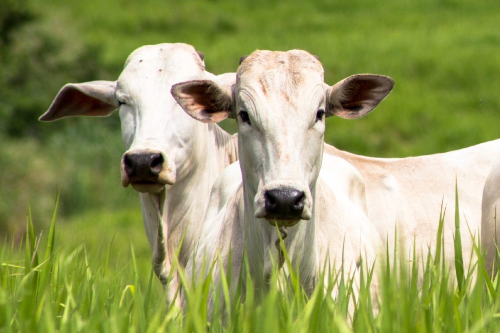 A carne possível: fazendeiro mostra como pecuária pode regenerar o Cerrado  - 18/03/2021 - UOL ECOA