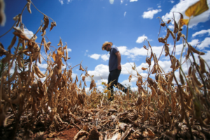 Seca afeta produção no Rio Grande do Sul