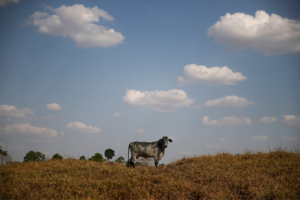 Campo em Rondônia