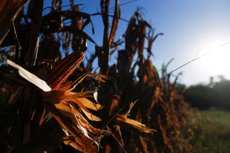 Plantação de milho afetada pela chuvas e enchentes no sul do país